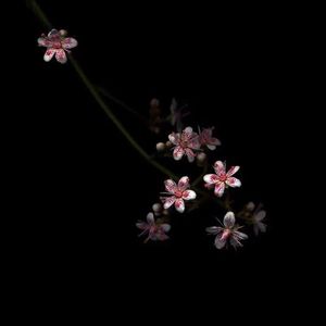 国产精品精华液网站
